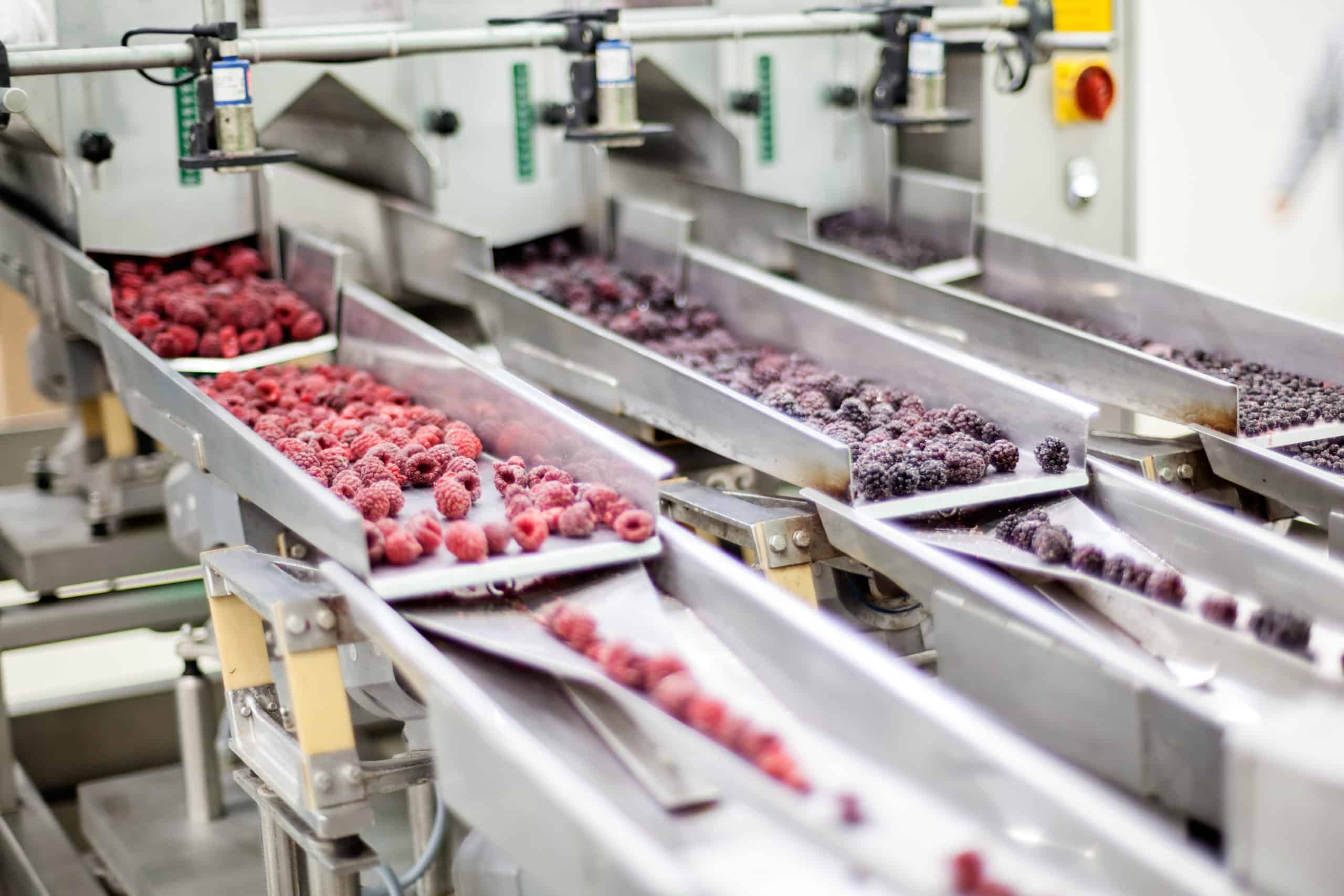 frozen red raspberries in sorting and processing machines